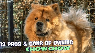 12 Pros & Cons of Owning a Chow Chow! 🐾