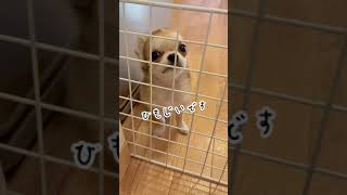 【ロングコートチワワ】ひもじいティル【子犬】