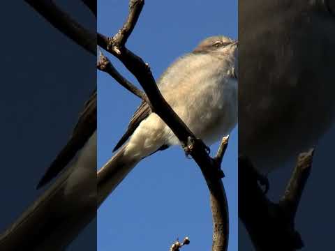 Mockingbirds #BirdSongs #Nature #Wildlife #BirdWatching #Ornithology