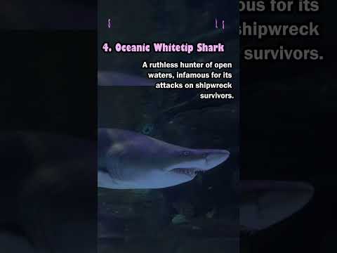 5 Most Deadliest Sharks That Rule the Oceans