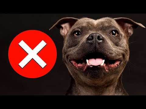 7 Reasons You Should NOT Get a Staffy (SERIOUSLY)