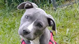 CRAZY ENERGY  blue nose pitbull puppy