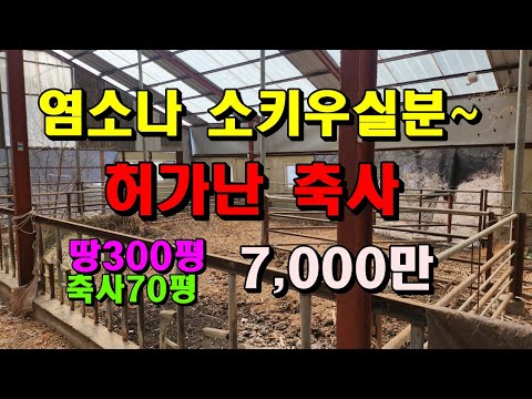 염소나 소키우실분~허가난 축사입니다/전기수도 인입/요즘 축사허가내기어렵습니다/매가7,000만/정선부동산매매/정선축사/우사/강원도우사