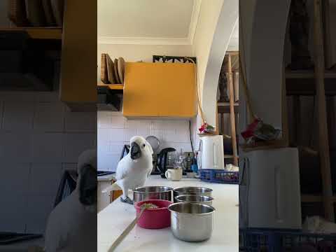 Making lunch with marcel #cockatoos #CockatooMarcel ##parrot #adoptdontshop