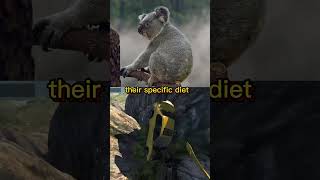 Koala-NatureFascination