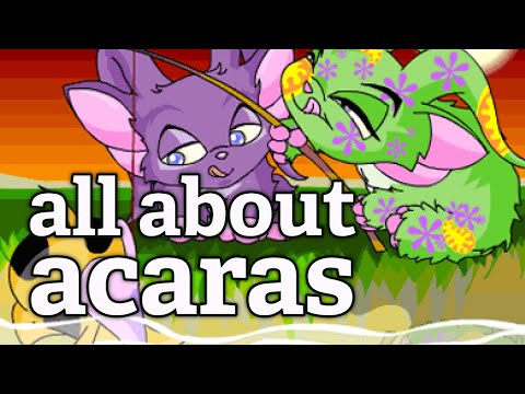 All About Acaras