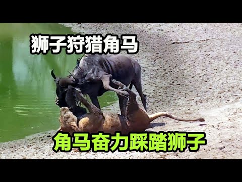 狮子猎杀角马本来十拿九稳，结果却意外不断，场面很惨烈