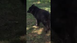 Jordan the American Blue Bay Play Time #american #blue #bay #shepherd #cute