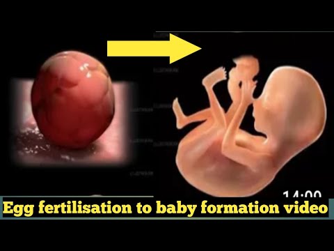 From fertilisation to baby formation full video