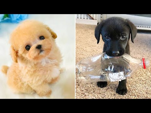 Baby Dogs 🔴 Cute and Funny Dog Videos Compilation #23 | 30 Minutes of Funny Puppy Videos 2022