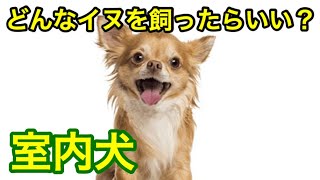 【室内犬】どんなイヌを飼ったらいい？