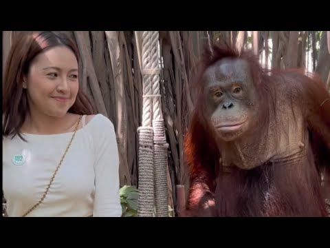 Baby Shima terkejut dengan Orang Utan!!