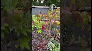 Beautiful Early Autumn Garden Colours ❤️🧡💛 #shorts #garden #englishgarden