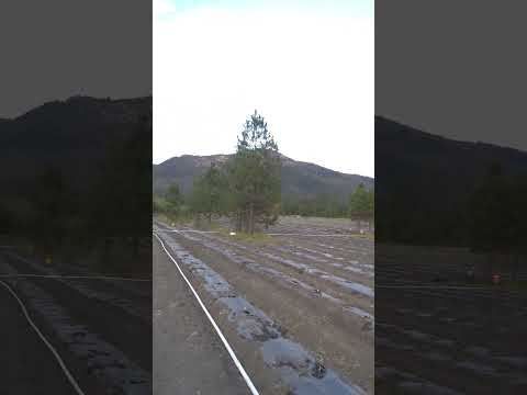 Yet Another Look At The Progress This Hemp Field Has Made In Williams, Oregon