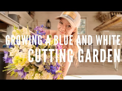 Growing a blue and white cutting flower garden!