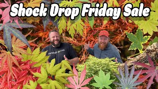 Shock Drop Friday Sale | Free Japanese Maple Giveaway