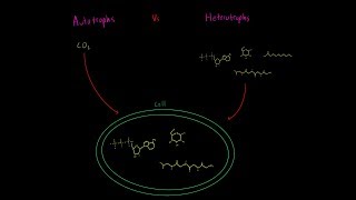 Autotrophs vs Heterotrophs EVERYTHING YOU NEED TO KNOW Biology Metabolism MCAT