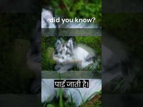 क्या कैनेडियन मार्बल लोमड़ी पालतू हो सकती है?#facts #fox #shorts #amazing facts