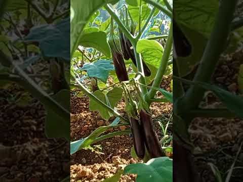 halos matumba sa daming bunga#shortsyoutube #satisfying #smallgarden #probinsyalife#vegetablegarden