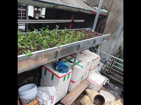 Chạy thử nghiệm aquaponics trồng rau nuôi cá