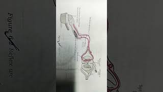 #class10revision #biology #reflex arc #boardexamstrategy #science #anatomy