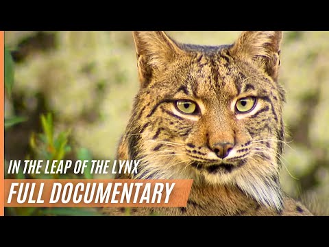 The Leap Of The Lynx | Full Documentary in High Quality