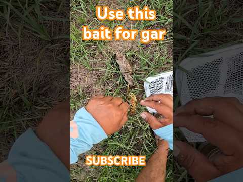 bait for gar!! #subscribe #alligatorgar #florida #fishing #fyp #viral #subscribe