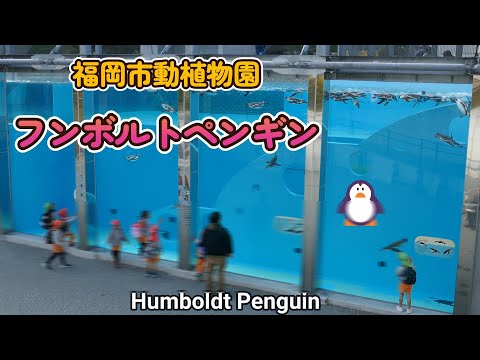 福岡市動植物園　フンボルトペンギン🐧　Humboldt Penguin（Fukuoka city Zoo and Botanical Garden in Japan）