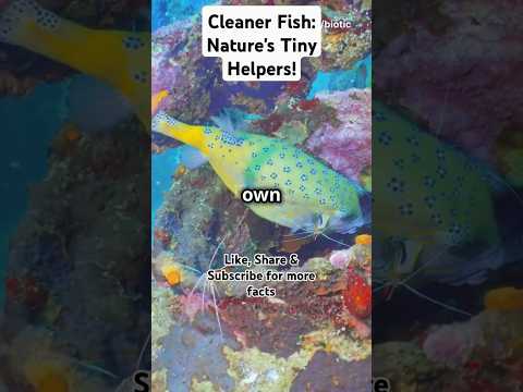 Cleaner Fish: Nature's Tiny Helpers! #ytshorts #facts #seacreatures  #marinelifefacts