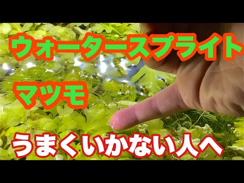 ￼簡単な水草の育てかた。　ウォータースプライト　マツモ　#水草水槽  #アクアリウム ￼