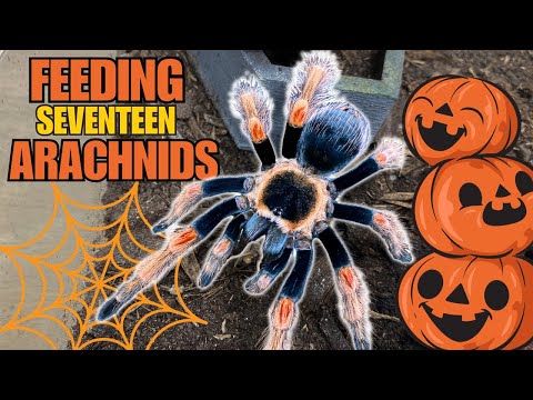 SPOOKY PET FEEDING VIDEO + TARANTULA PAIRING ATTEMPT! HALLOWEEN SPECIAL!