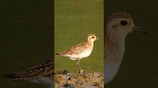 Seaside Stalker: Pacific Golden Plover's Coastal Hunt #birdlives #goingviral