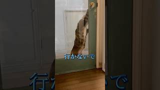 行かないで欲しいと伝える猫 #cats #shorts #球太