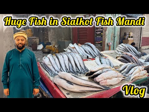 Huge Fish in Sialkot | Fish Mandi Sialkot | مچھلی منڈی سیالکوٹ | KXB