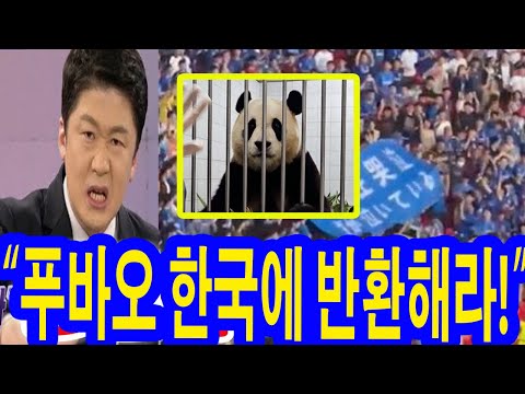 MBN뉴스파이터: 푸바오 살고 있는 선수핑기지 앞에 중국인 팬들 인파 시위 난리푹동!! “푸바오 한국에 반환해라!”... 울음 터뜨리는 강바오, 송바오, 오바오.