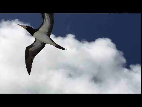 The Brown Booby In Flight