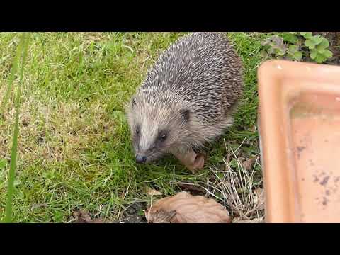 Garden visitor