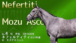 ④ネフェルティティの23年産（モズアスコット）牡　2024年7月撮影