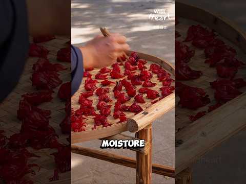 Processing Roselle Candies