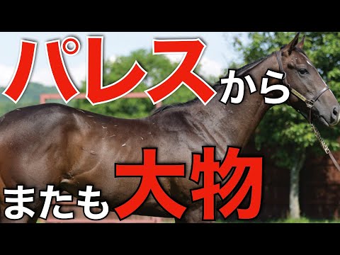 種牡馬パレスマリスの可能性は無限大！今度はダートで大物誕生か。