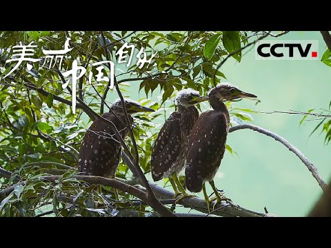 《美丽中国自然》海南鳽的“隐秘育儿经”：当鸟爸鸟妈变身“超警觉”的育儿达人！——粤北林语系列【CCTV纪录】