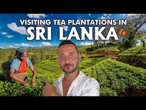 Sri Lanka Tea Factory Tour Vlog: BEST Tea Plantations in Sri Lanka