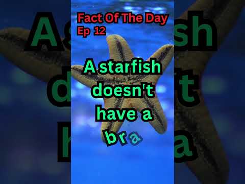 Fact Of The Day| Ep 12| Starfish #shorts #trending #viral #speed #lightning