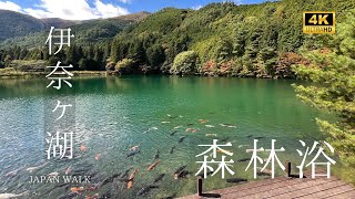 【木漏れ日の湖畔散歩】山梨県の伊奈ヶ湖/Sunlight Walk