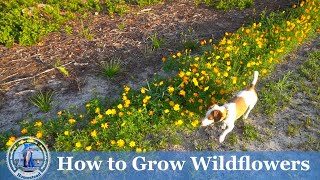 How to Plant and Grow Wildflowers