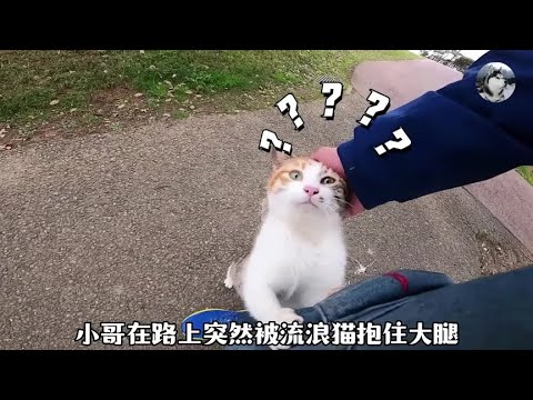 小哥行走在路上，突然被流浪猫抱住大腿求助，结局太暖了吧