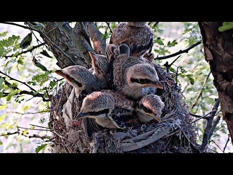 All young bird babies stuck with one another in small nest @BirdPlusNest