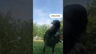 Unbelievable moments caught on camera Animal Genius 🤯 : Smart Crow Does with a Camera! #shorts