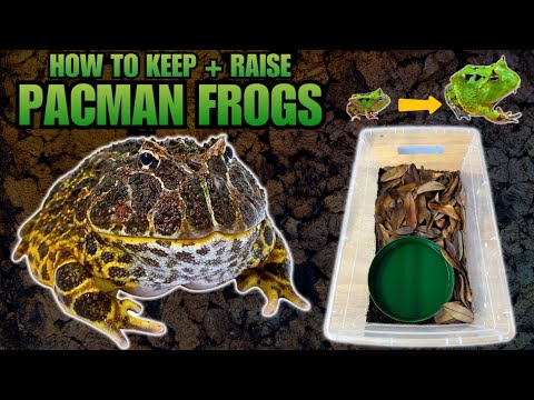 PACMAN FROGS! HOW TO KEEP AND RAISE PACMAN FROGLETS