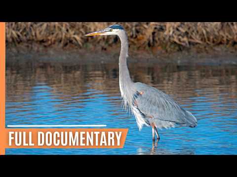 Exploring the Depths - A Journey Through Germany's Majestic Reservoirs | Full Documentary